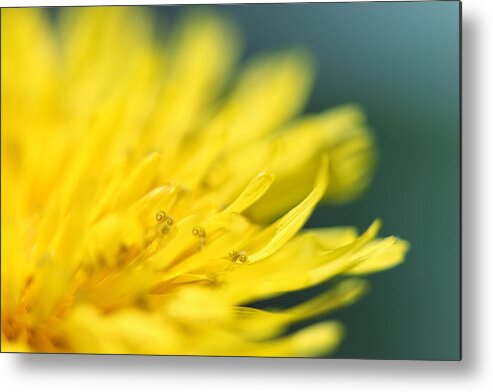 Yellow Wall Art Metal Print featuring the photograph Small World by Amy Tyler