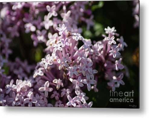 Lilac Metal Print featuring the photograph Smell That Lilac by Jennifer White