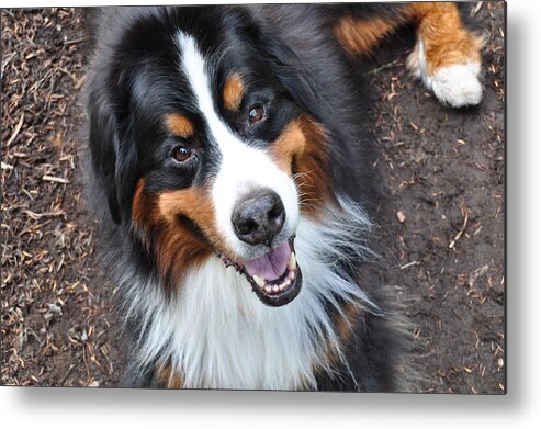 Outside Metal Print featuring the photograph Smiling Bernese Mountain Dog by Pelo Blanco Photo