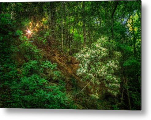 Blue Ridge Mountains Metal Print featuring the photograph Smoky Spring Rhododendron by Sylvia J Zarco