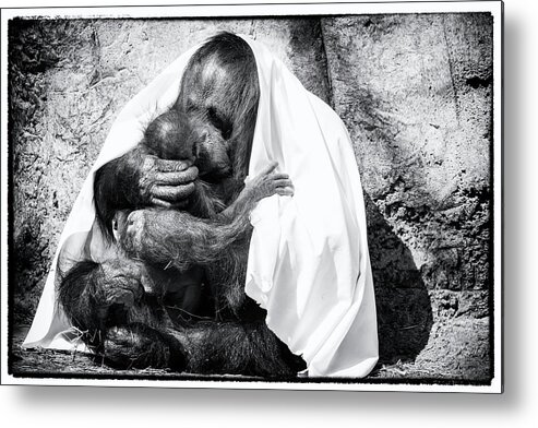 Crystal Yingling Metal Print featuring the photograph Smooches by Ghostwinds Photography