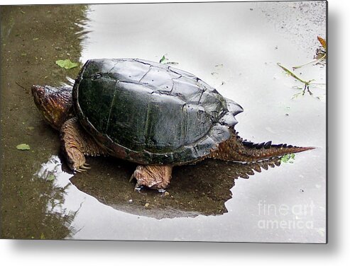 Snapping Turtle Metal Print featuring the photograph Snapping Turtle by CAC Graphics