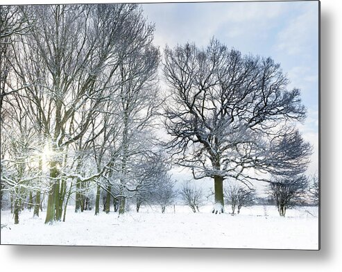 Snow Metal Print featuring the photograph Snow covered forest with early morning sunrise by Simon Bratt