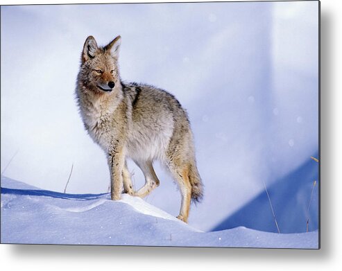 Nature Metal Print featuring the photograph Snow Coyote Pose by Mark Miller