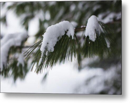 Andrew Pacheco Metal Print featuring the photograph Snow Falling on The White Pines by Andrew Pacheco