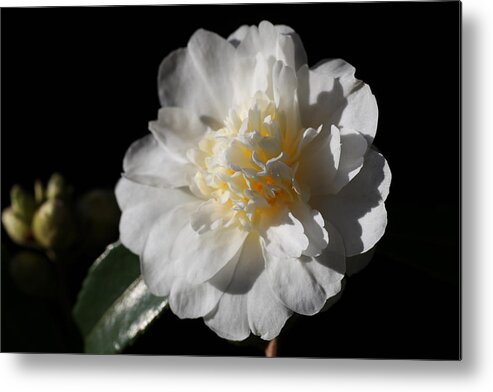 Camellia Metal Print featuring the photograph Snow Flurry by Tammy Pool