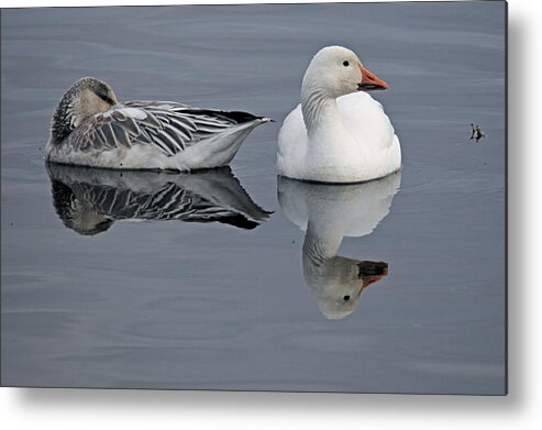 Snow Goose Metal Print featuring the photograph Snow Geese At Bosque by Diana Douglass