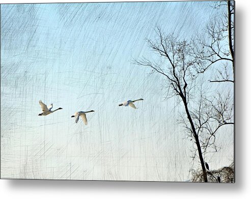 Geese Metal Print featuring the photograph Snow Geese in Flight by Marty Koch