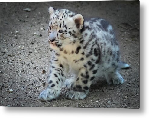 Terry D Photography Metal Print featuring the photograph Snow Leopard Cub by Terry DeLuco