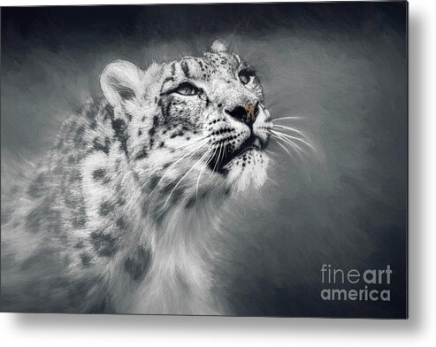 Leopard Metal Print featuring the photograph Snow Leopard by Philip Preston
