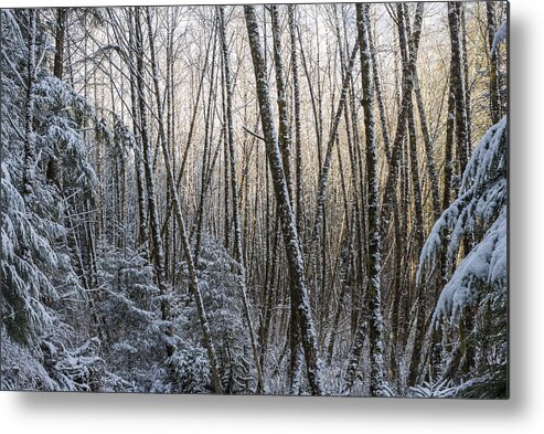 Snow Metal Print featuring the photograph Snow on the Alders by Robert Potts