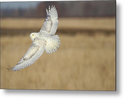 Snowy Owl Metal Print featuring the photograph Snow Owl Flight 2 by Brook Burling