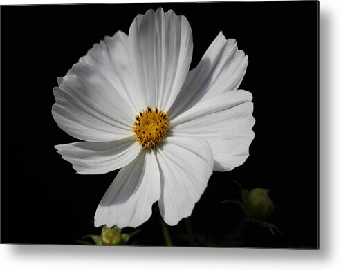 Bright Metal Print featuring the photograph Snow White Cosmo by Tammy Pool