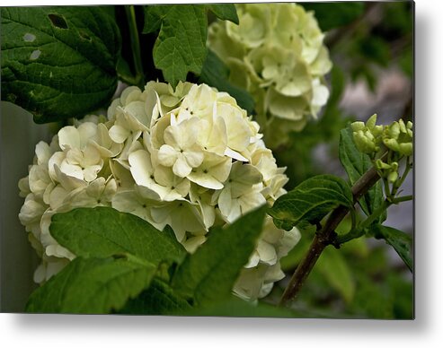 Snowball Metal Print featuring the photograph Snowball Flower 1 by ShaddowCat Arts - Sherry