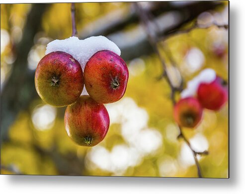 Apples Metal Print featuring the photograph Snowy Apples by Tim Kirchoff