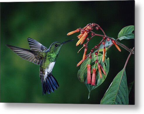 00510243 Metal Print featuring the photograph Snowy-Bellied Hummingbird Costa Rica by Michael and Patricia Fogden