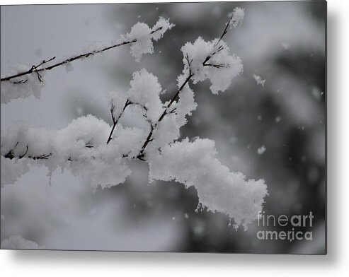 Snowy Metal Print featuring the photograph Snowy Branch by Leone Lund