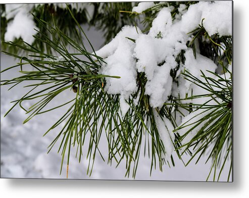 Snow Metal Print featuring the photograph Snowy Branch by Nicole Lloyd