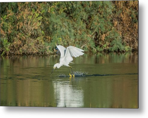 Snowy Metal Print featuring the photograph Snowy Egret 4830-091917-1 by Tam Ryan