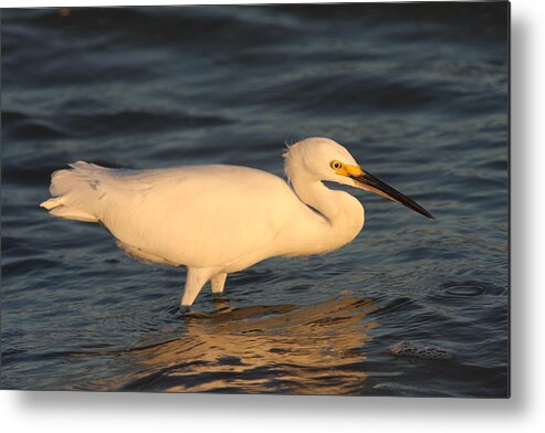 Egret Metal Print featuring the photograph Snowy Egret By Sunset by Christiane Schulze Art And Photography