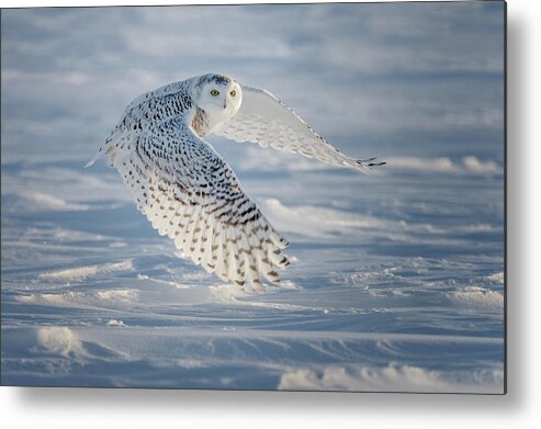 Snowy Owl Metal Print featuring the photograph Snowy In Flight by Cheryl Schneider