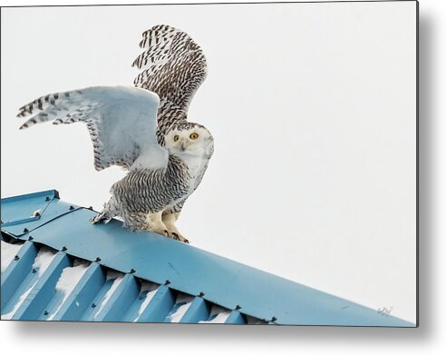 Owl Metal Print featuring the photograph Snowy Model Ambition by Everet Regal
