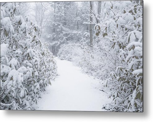 Moore State Park Paxton Ma Massachusetts Winter Snow Ice Icey Snowy Outside Outdoors Nature Natural New England Newengland Usa U.s.a. Forest Woods Secluded Trees Brian Hale Brianhalephoto Path Untraveled Snowing Metal Print featuring the photograph Snowy Path by Brian Hale