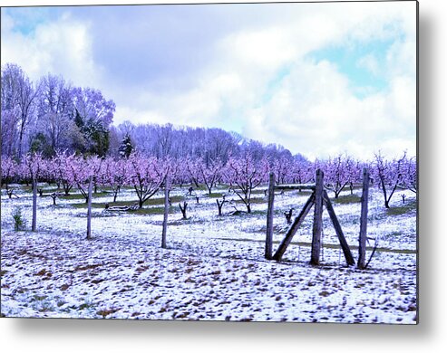 Peaches Metal Print featuring the photograph Snowy Peach Orchard by Lydia Holly