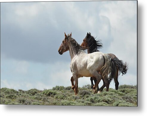 Wild Horses Metal Print featuring the photograph So Long by Frank Madia
