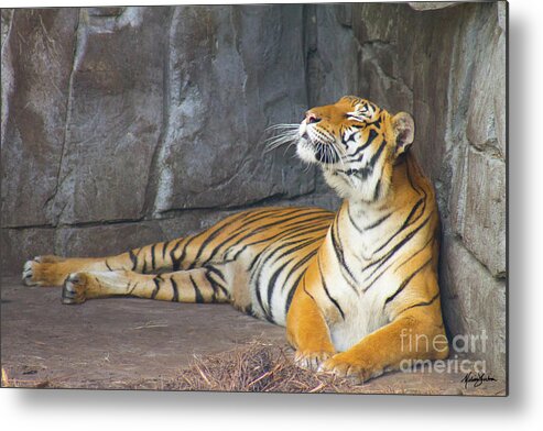 Tiger Metal Print featuring the photograph Soak Up the Sun by Melissa Fae Sherbon