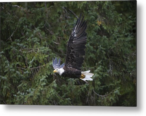 Bald Metal Print featuring the photograph Soaring Bald Eagle by Bill Cubitt
