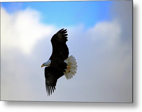 Eagle Metal Print featuring the photograph Soaring Eagle by Gary Corbett