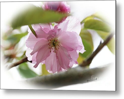 Flowers Metal Print featuring the photograph Soft and Gentle by Yumi Johnson