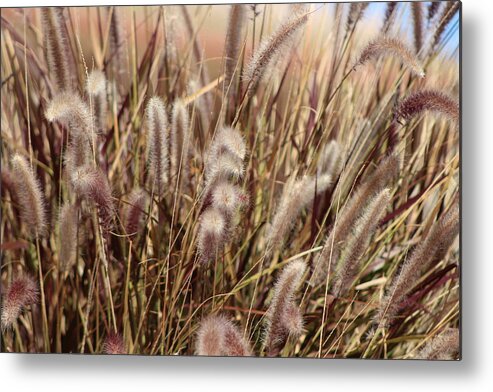 Soft Plumes Metal Print featuring the photograph Soft Dried Plumes of Desert Grass by Colleen Cornelius