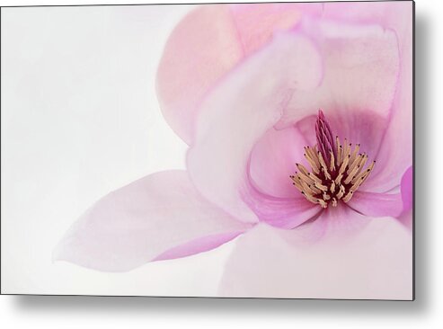 Japanese Magnolia Metal Print featuring the photograph Soft Nest by Mary Jo Allen