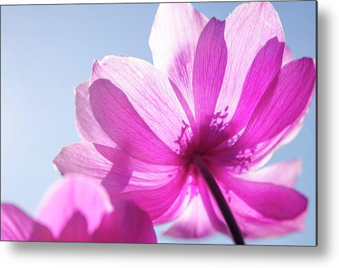 Poppy Metal Print featuring the photograph Soft Poppy by Kathy Paynter