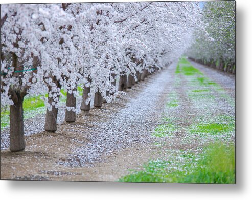 Blossom Metal Print featuring the photograph Softly Falling by Janet Kopper