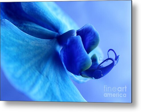 Orchid Metal Print featuring the photograph Softly Seeking by Krissy Katsimbras