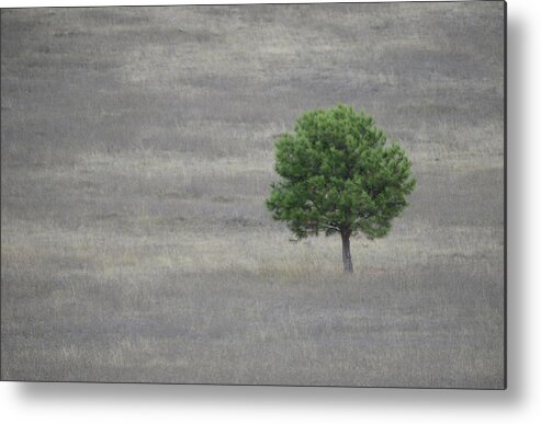 Solitary Metal Print featuring the photograph Solitary Tree by Whispering Peaks Photography
