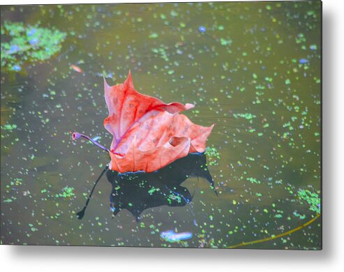 C&o Metal Print featuring the photograph Solo Floating Red Leaf by Jeff at JSJ Photography
