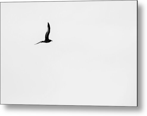 Birds Metal Print featuring the photograph Solo Of A Bird by Jan Gelders