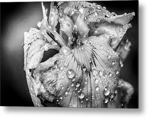 Lily Metal Print featuring the photograph Some Rain Must Fall by Ches Black