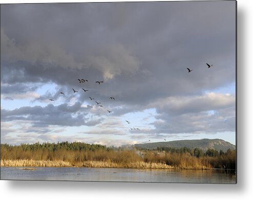 British Columbia Metal Print featuring the photograph Somenos Marsh by Kevin Oke