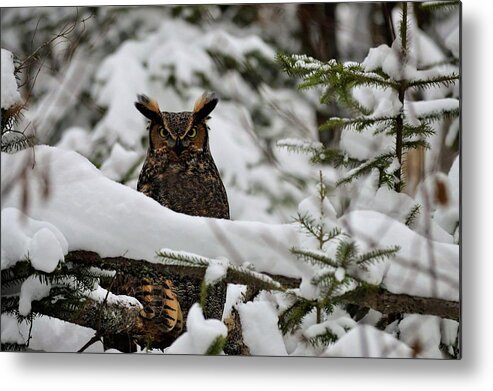 Horned Owl Metal Print featuring the photograph Something's watching you by Jewels Hamrick