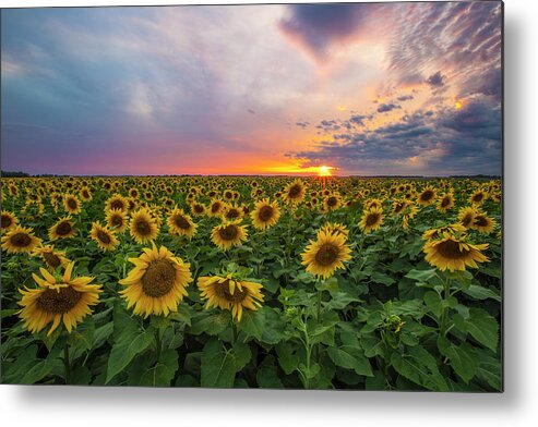 Sunflowers Metal Print featuring the photograph Somewhere Sunny by Aaron J Groen