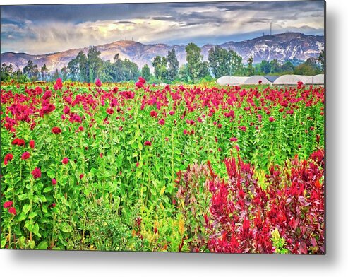 Moorpark Metal Print featuring the photograph Somis Flower Fields by Lynn Bauer
