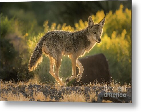 Coyote Metal Print featuring the photograph Song Dog Dusk Run by Lisa Manifold
