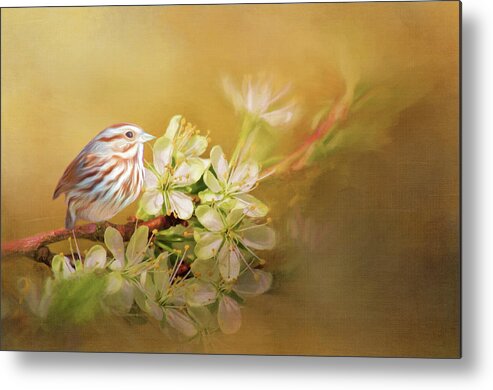 Songbird Metal Print featuring the photograph Song Sparrow by Cathy Kovarik