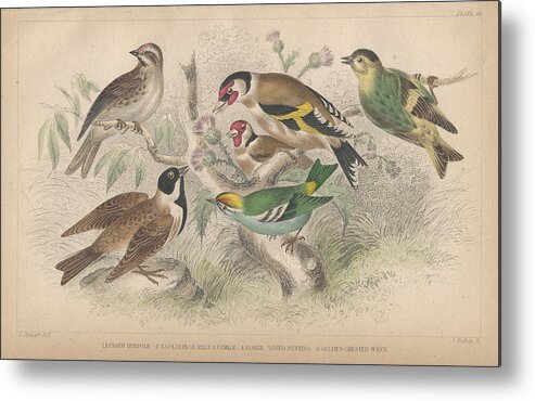 Antique Prints Metal Print featuring the drawing Songbirds by Dreyer Wildlife Print Collections 