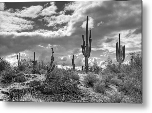 Sonoran Desert Metal Print featuring the photograph Sonoran Desert in Black and White by Saija Lehtonen